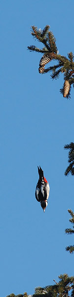 Käpytikka, Great Spotted Woodpecker, Dendrocopos major